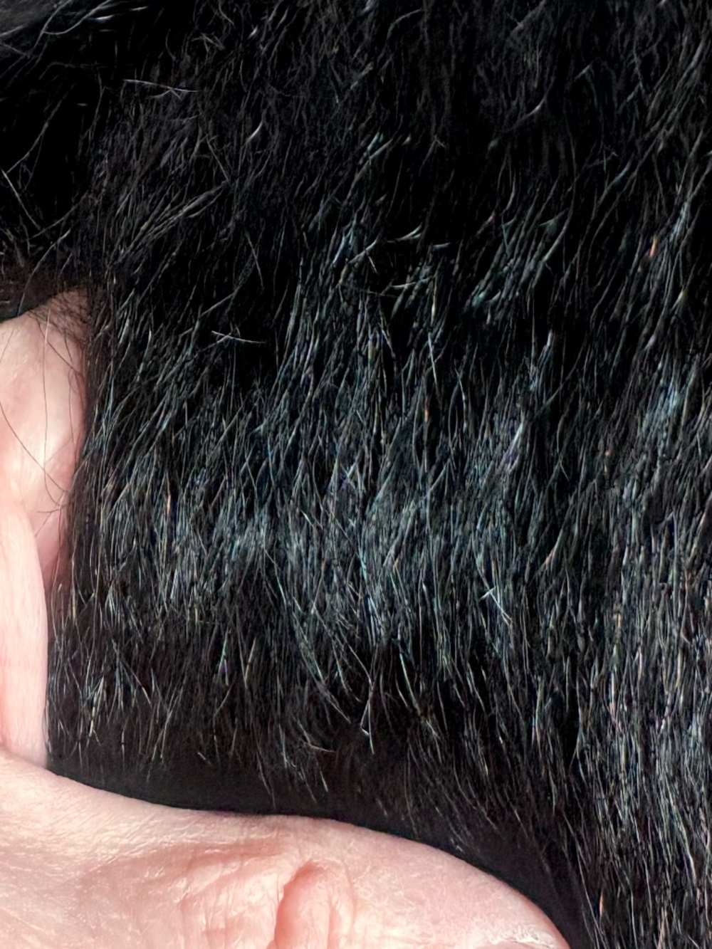 NIB Real Human Hair Wig, 16" - Picture 10 of 12